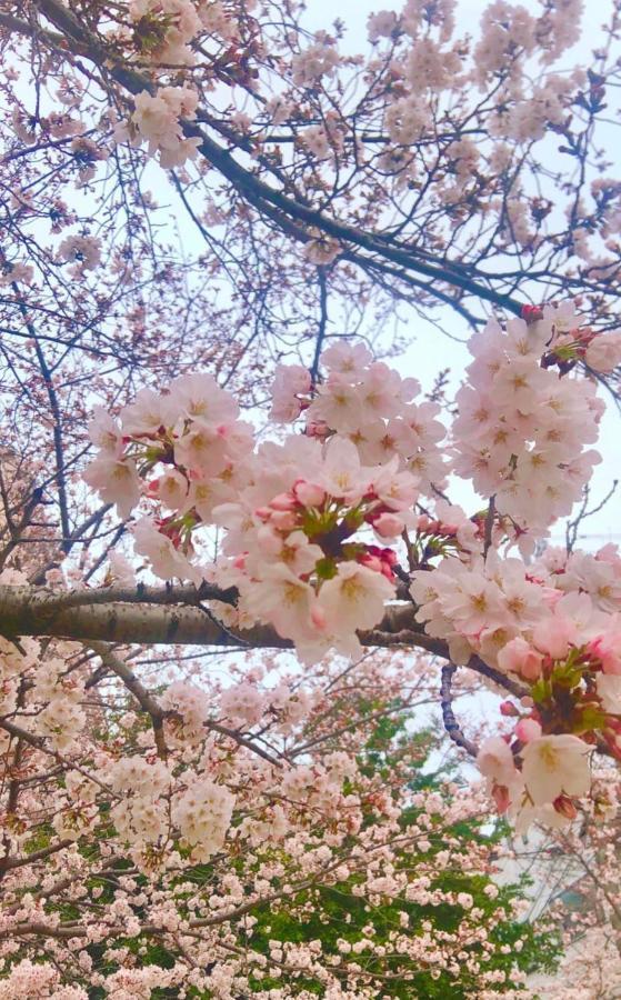 Kotori House Hotel Kyoto Ngoại thất bức ảnh